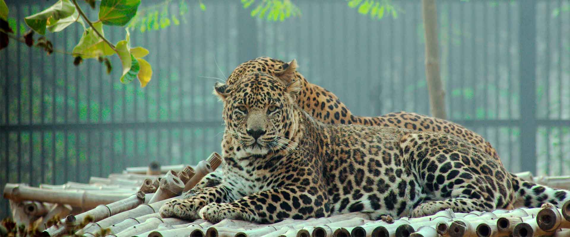 Best Of Wildlife In South India